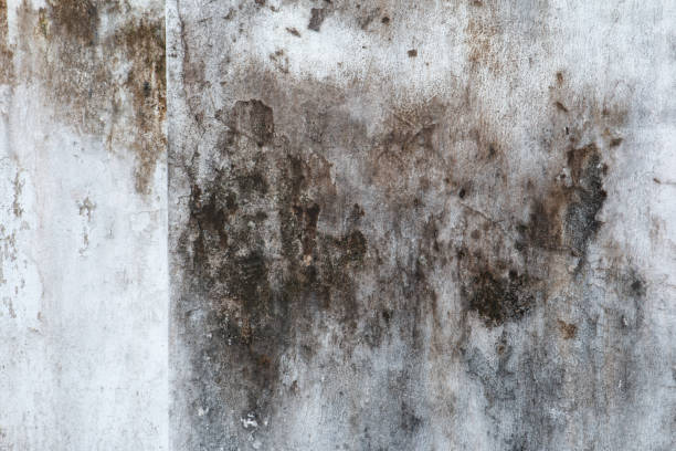 Best Mold Remediation for Healthcare Facilities  in Hudson, NC