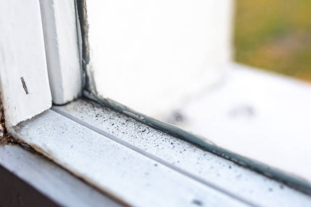 Best Biohazard Mold Removal  in Hudson, NC