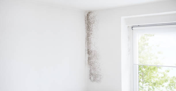 Best Indoor Air Quality Assessment  in Hudson, NC