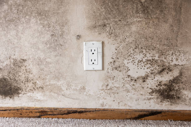 Best Attic Mold Removal  in Hudson, NC